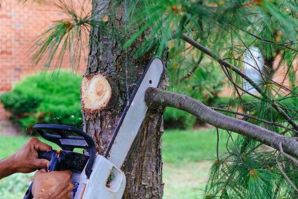 Best Emergency Tree Removal  in Waikapu, HI